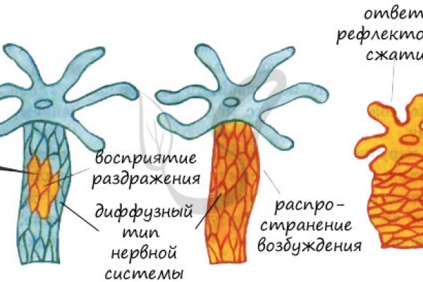 Kraken istand onion