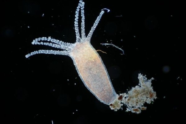 Kraken20 at