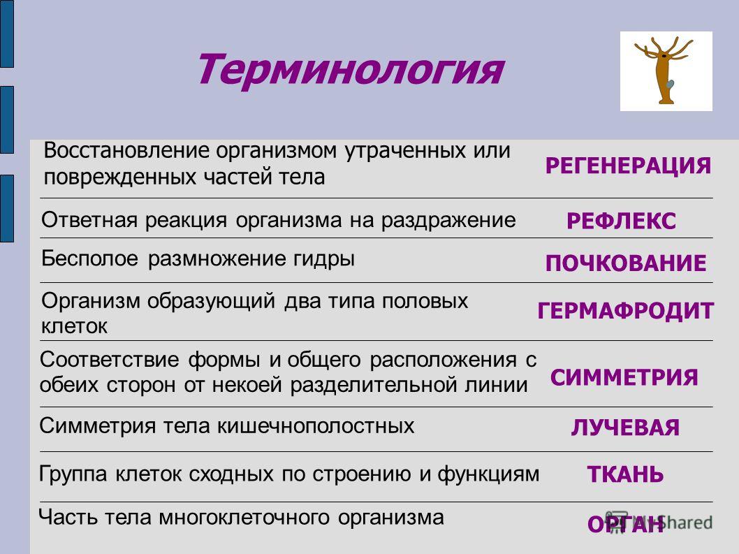 Kraken ссылка зеркало официальный